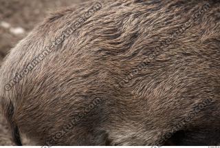 boar fur 0004